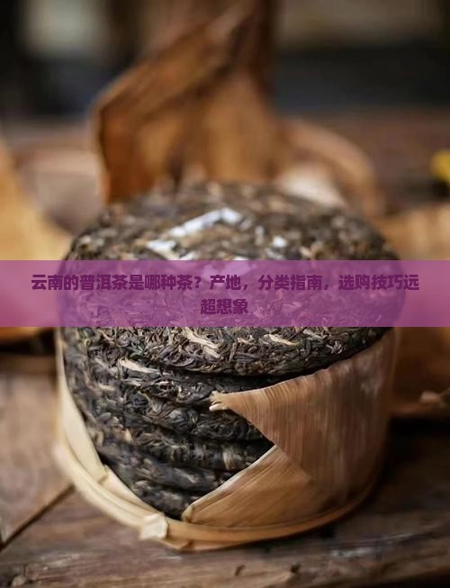 云南的普洱茶是哪种茶
