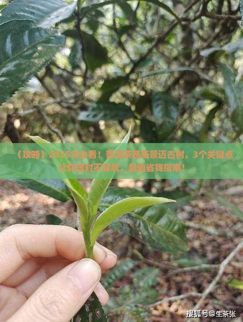 普洱茶熟茶景迈古树