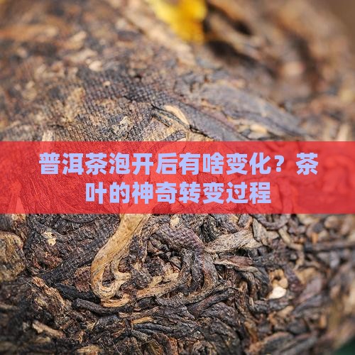普洱茶泡开后有