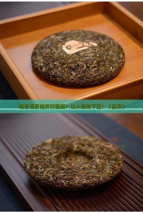 喝普洱茶养藏獒