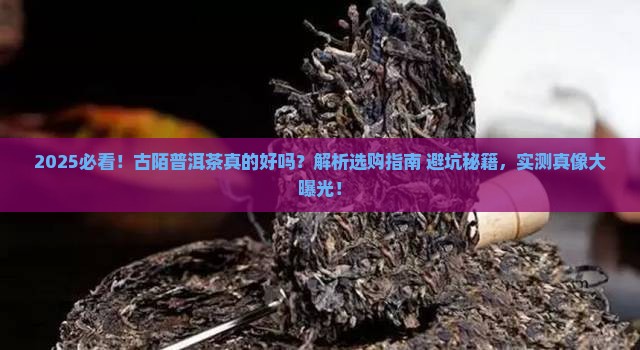 古陌普洱茶好吗