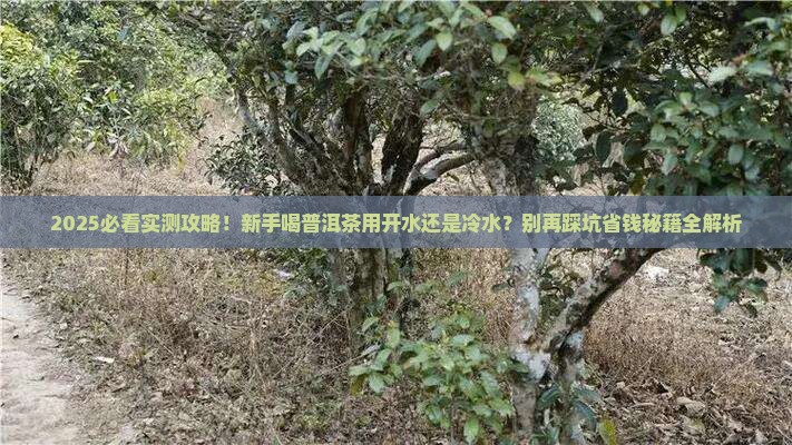 普洱茶用开水冲还是冷水