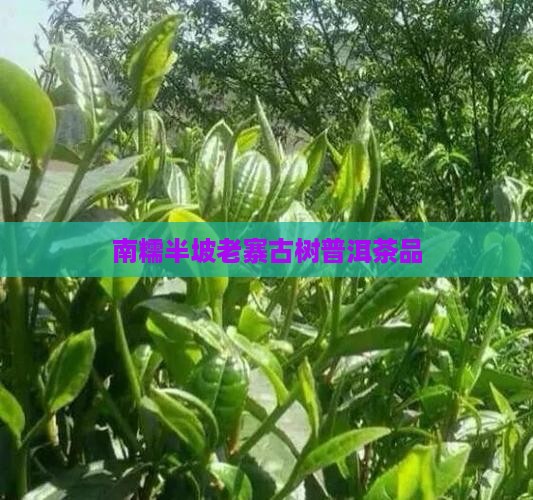 南糯半坡老寨普洱茶