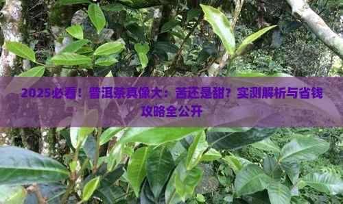 普洱茶是苦的吗还是甜的