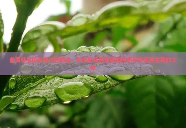 普洱茶品质形成过程简述