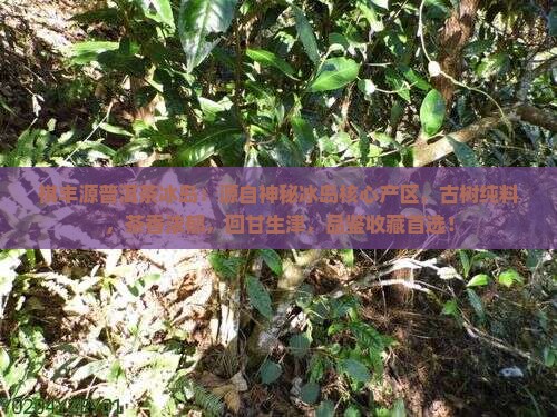 祺丰源普洱茶冰岛
