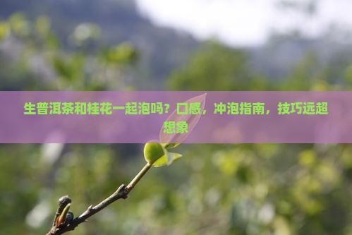 生普洱茶和桂花一起泡吗