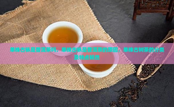 单株古枞是普洱茶吗