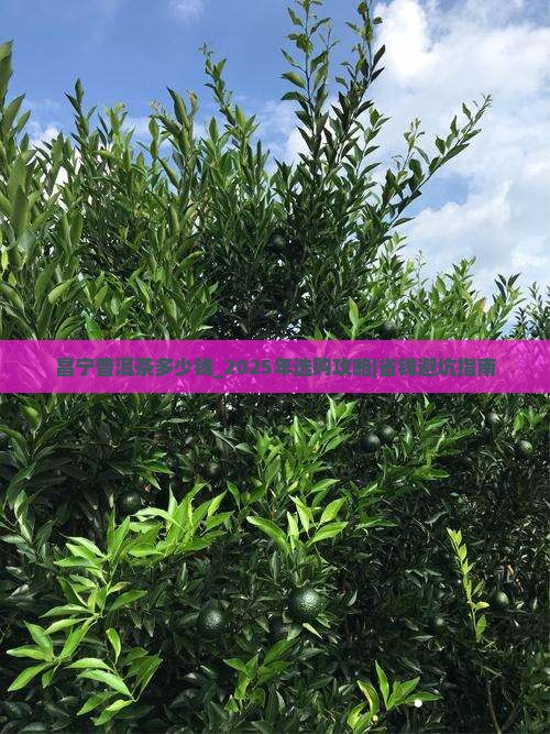昌宁普洱茶多少钱 昌宁普洱茶多少钱