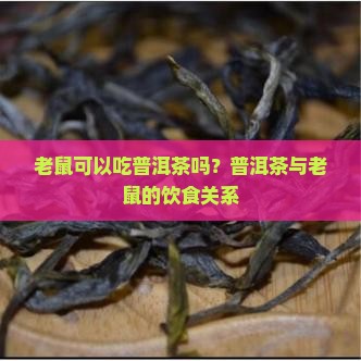 老鼠可以吃普洱茶吗