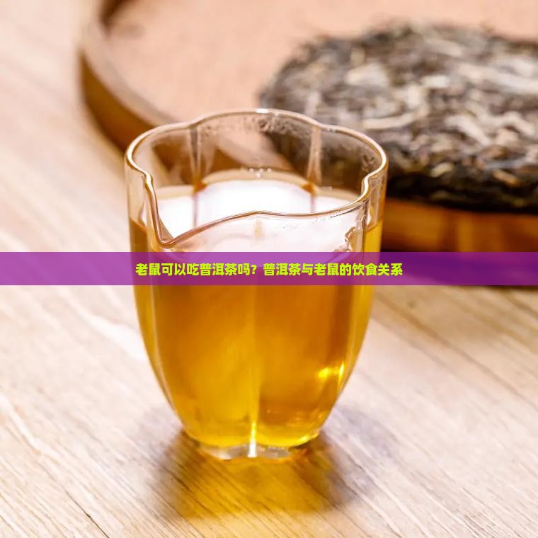 老鼠可以吃普洱茶吗