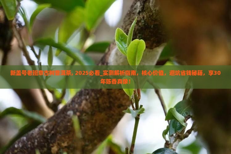新盖号老班章古树普洱茶