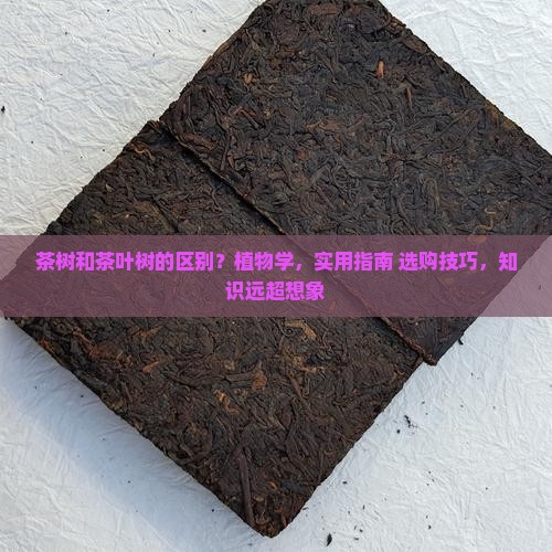 茶树和茶叶树的区别