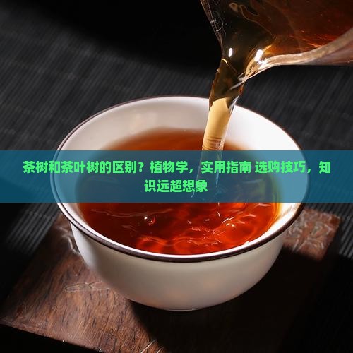 茶树和茶叶树的区别