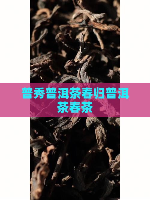普秀普洱茶春归