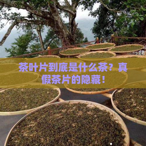茶叶片是什么茶