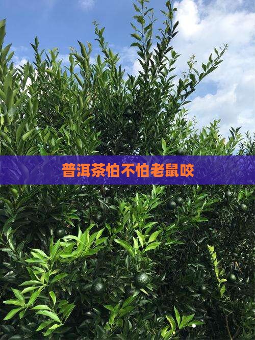 普洱茶怕不怕耗子咬