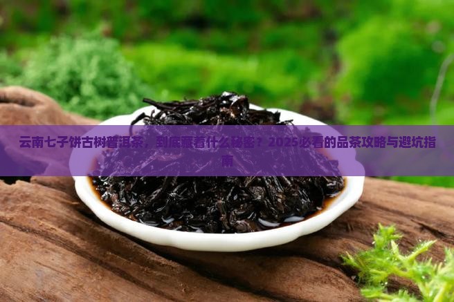 云南七子饼古树普洱茶
