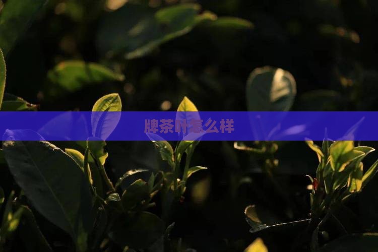 日本等牌茶叶怎么样