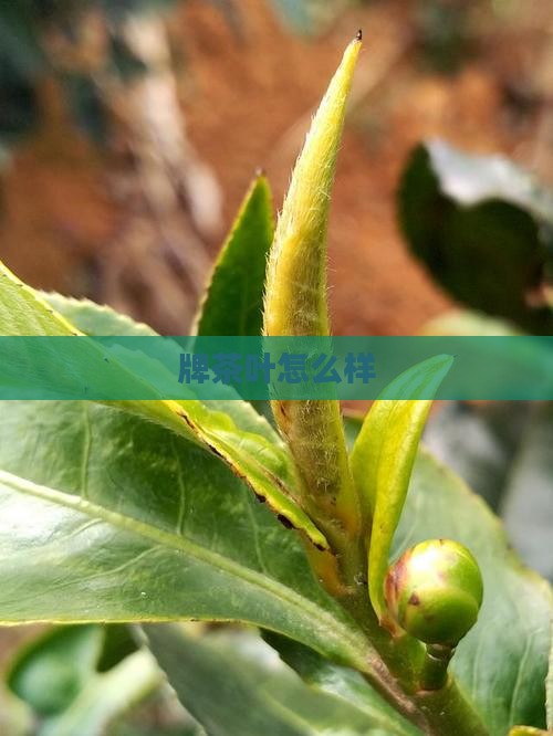 日本等牌茶叶怎么样