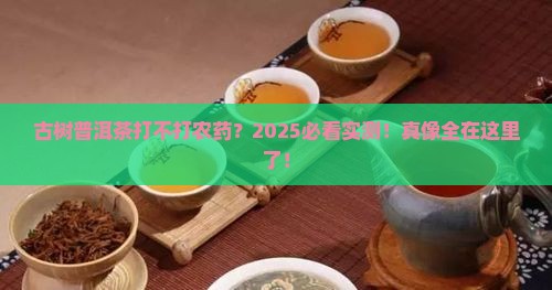 古树普洱茶打不打农药