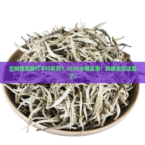 古树普洱茶打不打农药