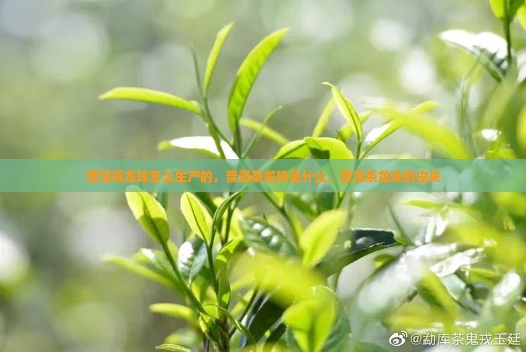 普洱茶龙珠怎么生产的