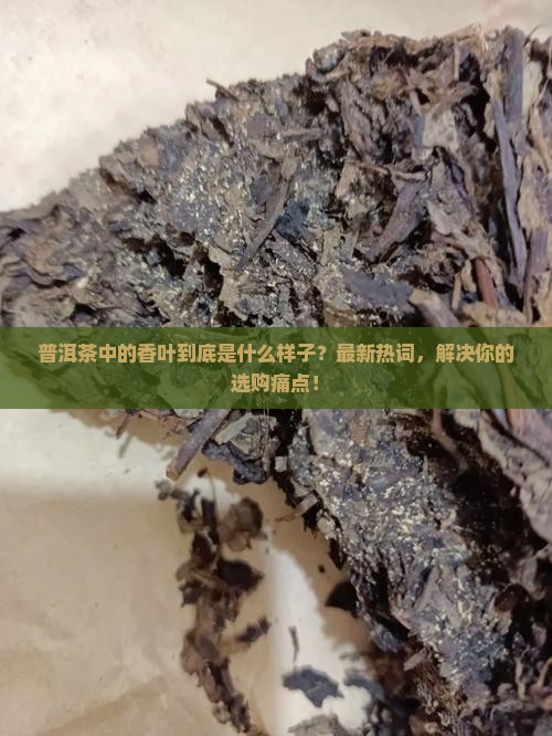 普洱茶中的香叶是什么样子