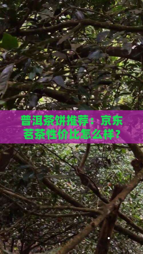 普洱茶饼有哪些品种