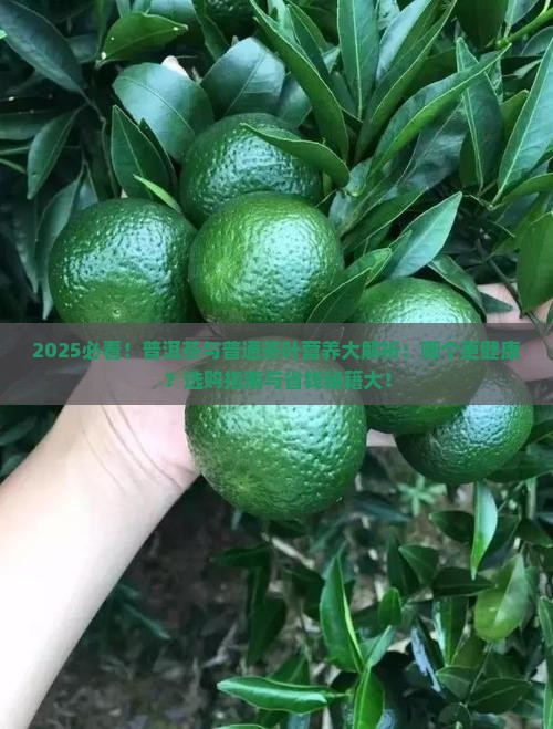普洱茶和茶叶哪个有营养