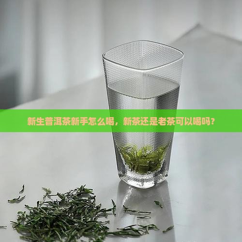 普洱茶新手不碰老茶可以喝吗