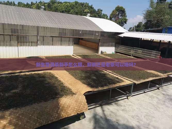 普洱茶新手不碰老茶可以喝吗