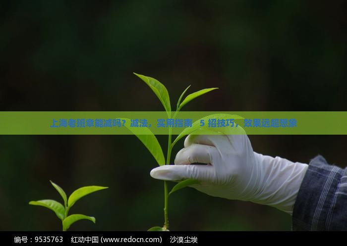 上海老班章能减吗