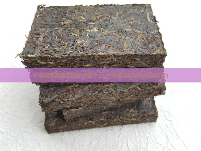 千年普洱茶多少钱