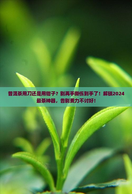 普洱茶用刀还是用钳子