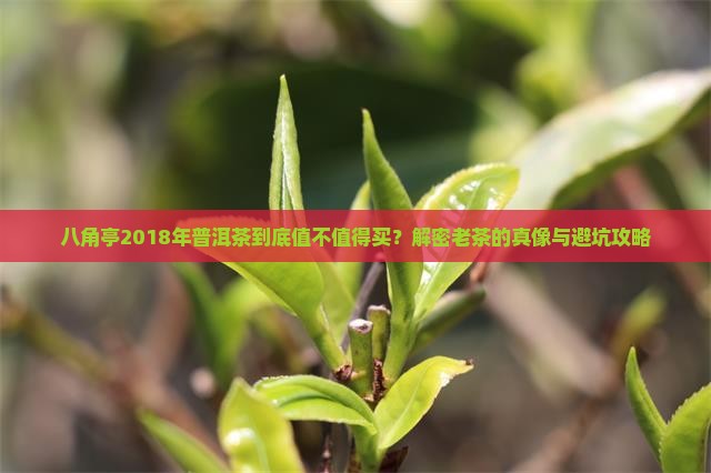 八角亭2018年普洱茶