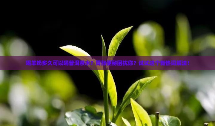 喝羊奶多久可以喝普洱茶水