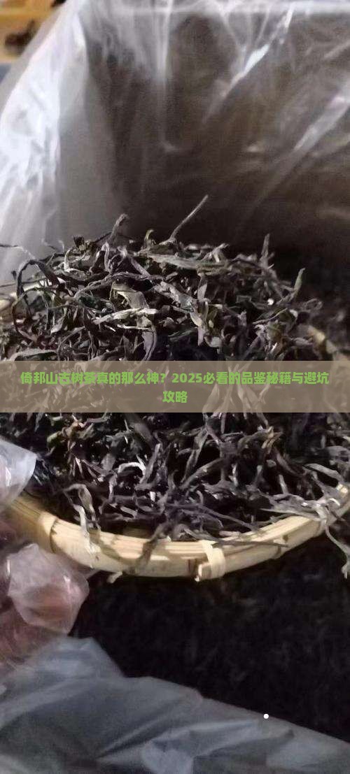倚邦山古树茶的特点