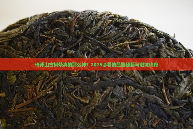 倚邦山古树茶的特点