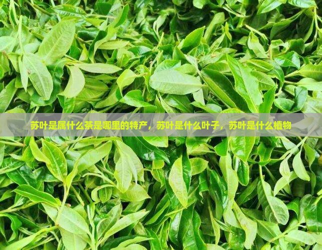 苏叶是属什么茶是哪里的