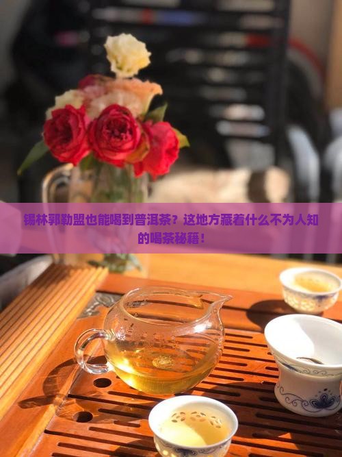锡林郭勒盟普洱茶