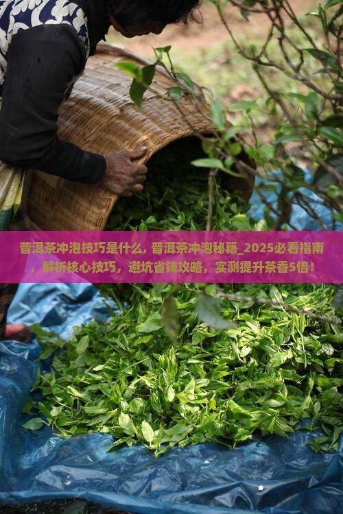普洱茶冲泡技巧是什么