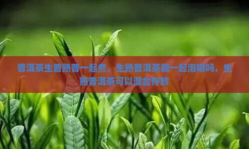 普洱茶生普熟普一起煮