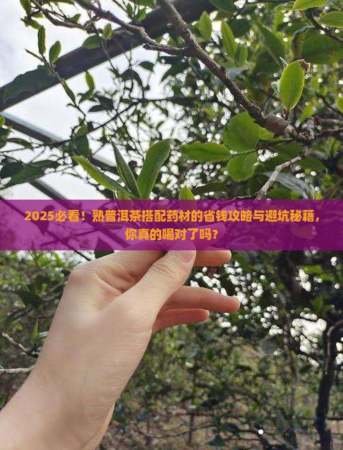 熟普洱茶搭配药材有什么