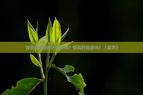 普洱茶萃提神还是安神