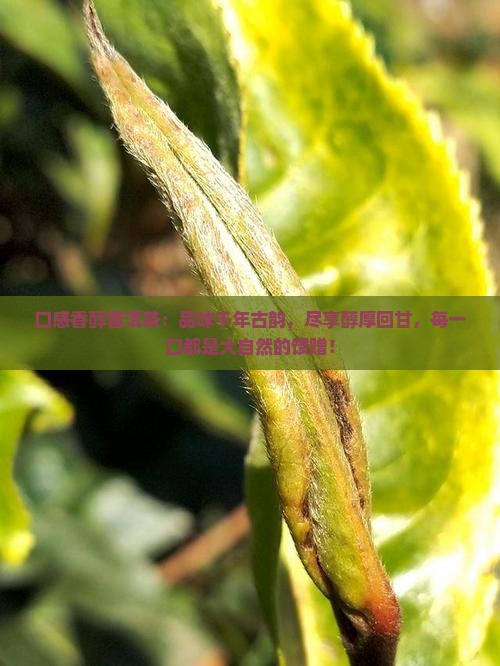 口感香醇普洱茶