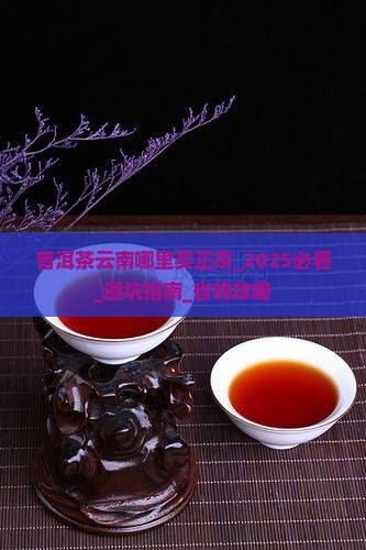 普洱茶云南哪里买正宗