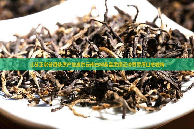 江苏正宗普洱茶