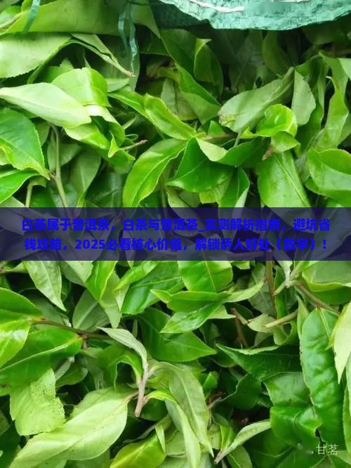 白茶属于普洱茶