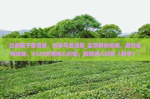 白茶属于普洱茶
